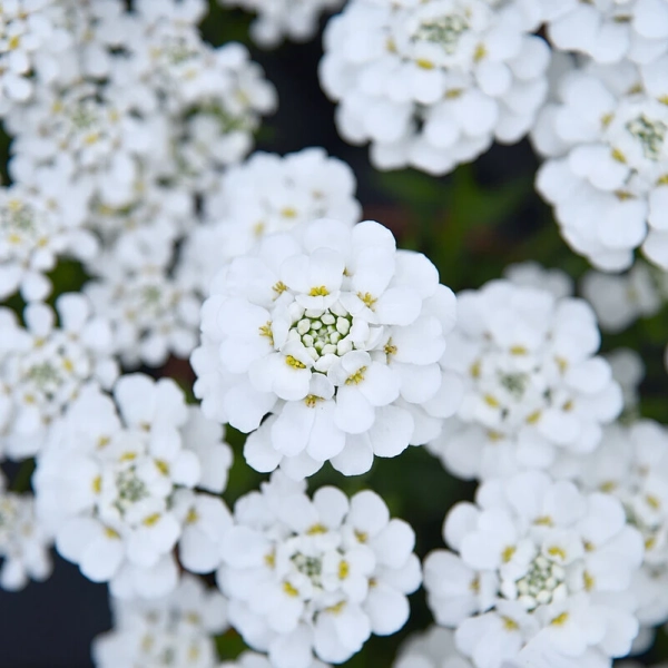 Ubiorek wieczniezielony 'White Shadows' - kwiaty
